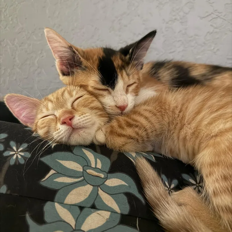 A baby small-sized female Orange / Red Domestic Short Hair cat named Spicy Mango for adoption in San Antonio, TX