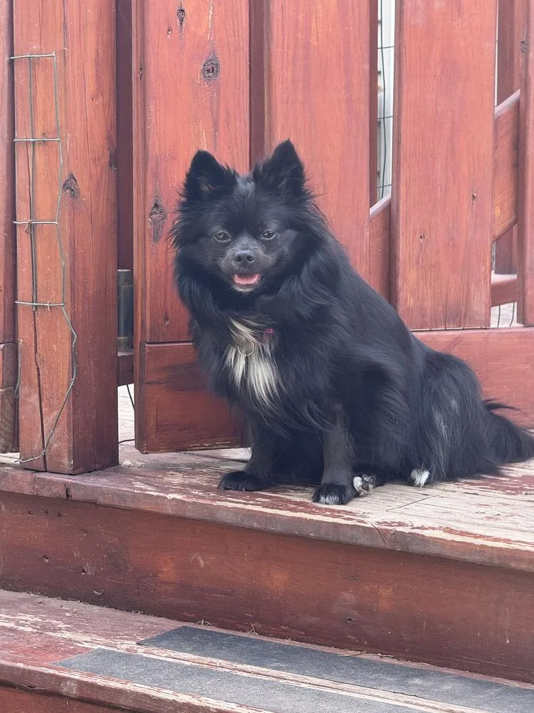 An adult small-sized female Tricolor (Brown, Black, & White) Pomeranian dog named Trixie for adoption in East Greenville, PA
