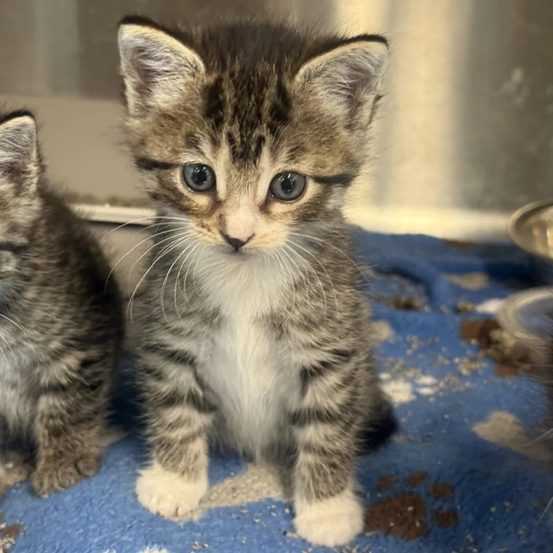 A baby medium-sized female Domestic Short Hair cat named Athena for adoption in Medinah, IL