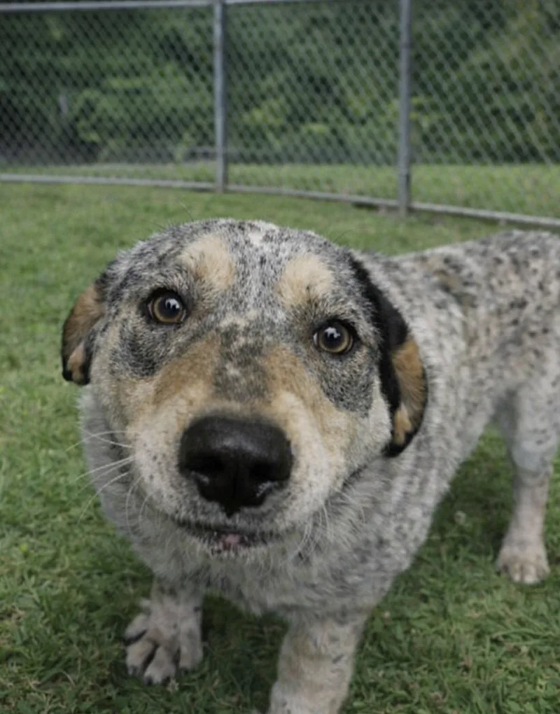 An adult large-sized male Australian Cattle Dog / Blue Heeler dog named Dallas for adoption in Sistersville, WV