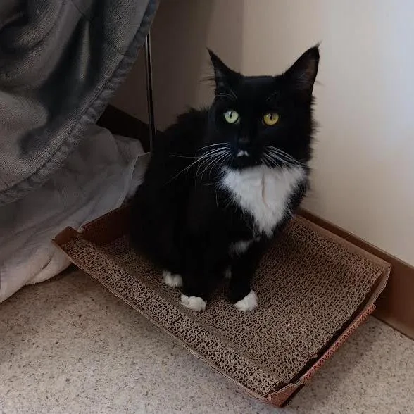 An adult medium-sized female Black Domestic Short Hair cat named Latke for adoption in Springfield, MA