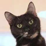 An adult medium-sized female Tortoiseshell Domestic Short Hair cat named Marnie for adoption in Hilliard, OH