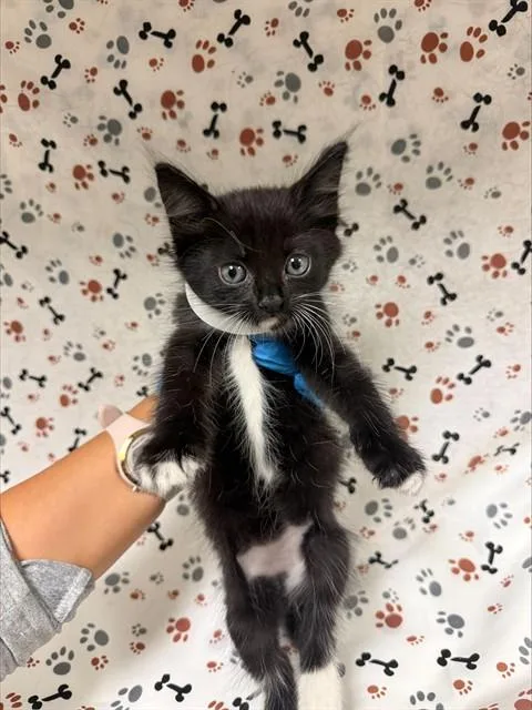 A baby small-sized female Domestic Short Hair cat named Cruella for adoption in Riverside, CA