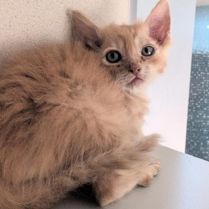 A baby small-sized male Orange / Red Domestic Short Hair cat named Potion for adoption in Reno, NV