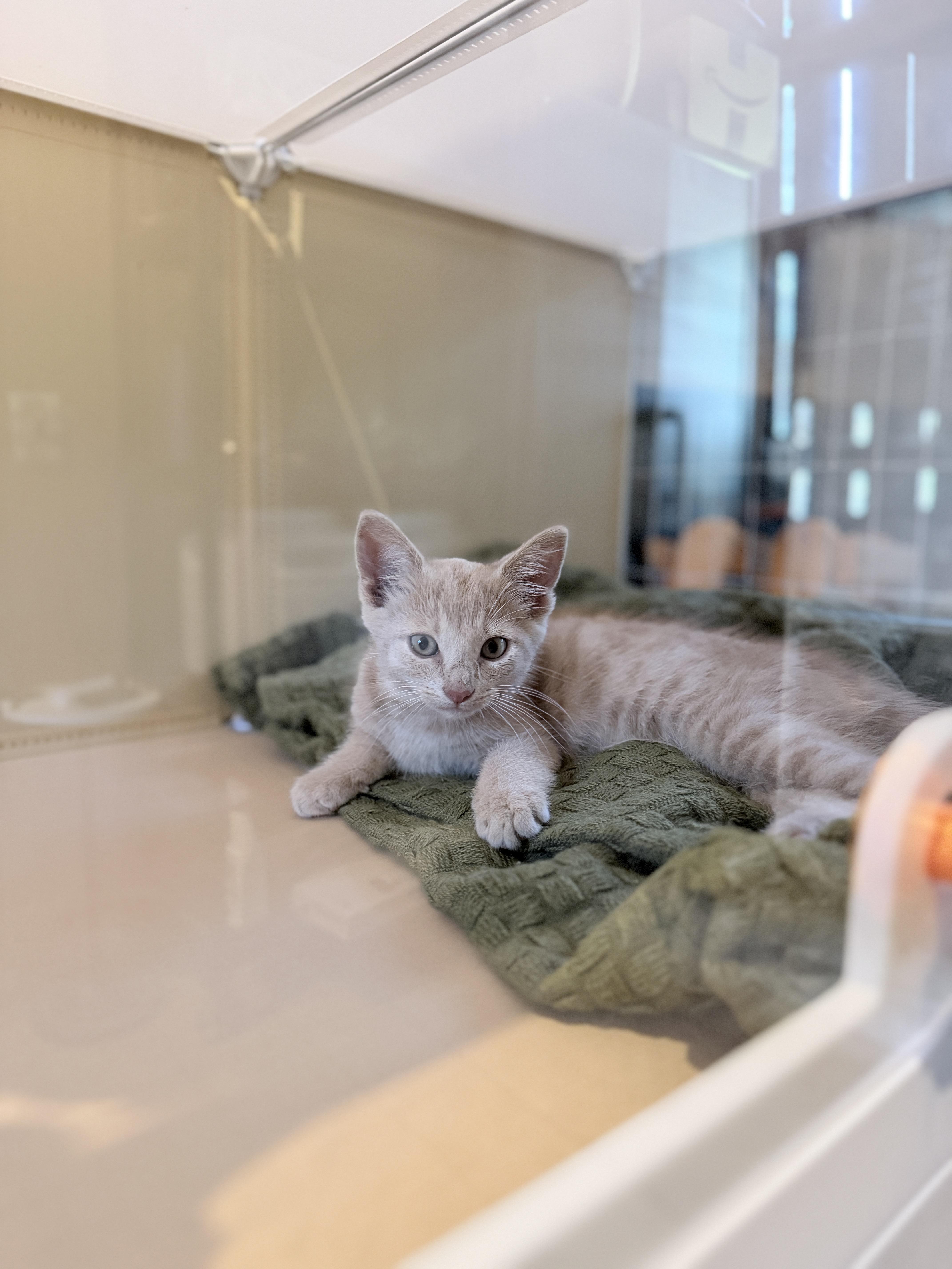 A baby medium-sized male Buff / Tan / Fawn Domestic Short Hair cat named Angel for adoption in Athens, OH