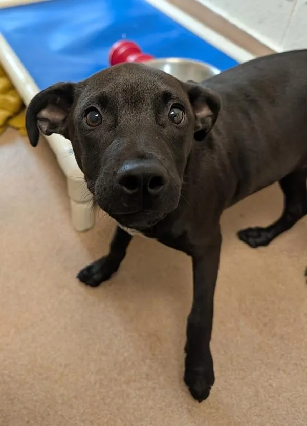 A baby small-sized male Catahoula Leopard Dog dog named Hall for adoption in Santa Rosa, CA