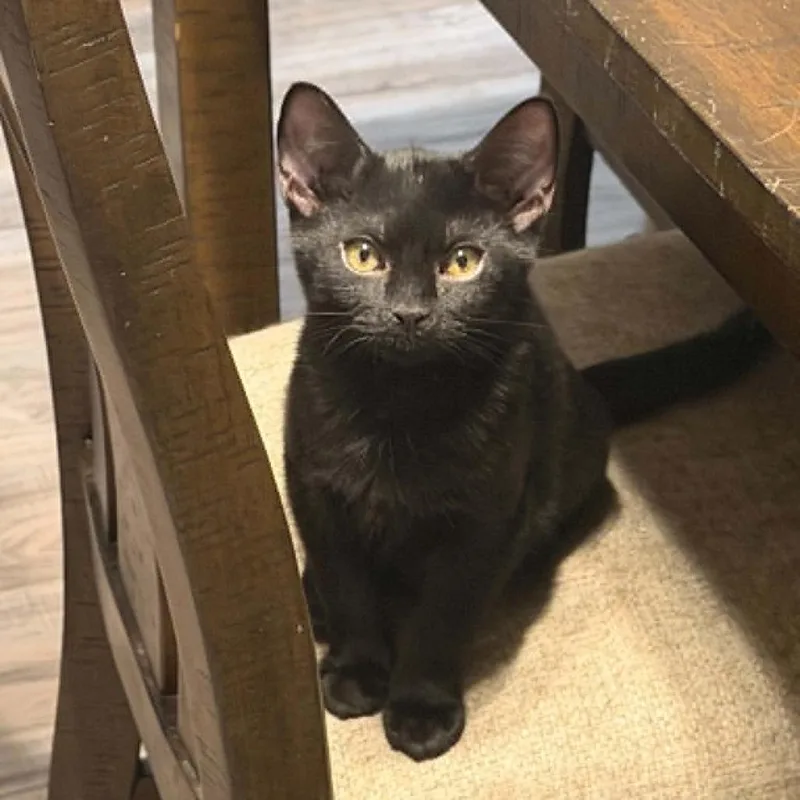 A baby small-sized female Black Domestic Short Hair cat named Cobra for adoption in Verona, VA