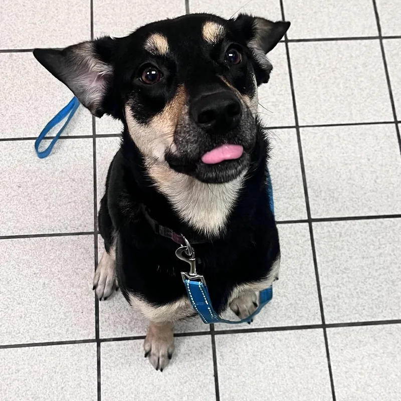 A young medium-sized female Black Mixed Breed dog named Joni for adoption in Charleston, WV
