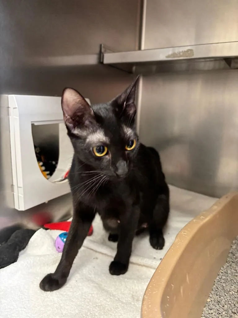 A young medium-sized female Domestic Short Hair cat named Marge for adoption in Liverpool, NY