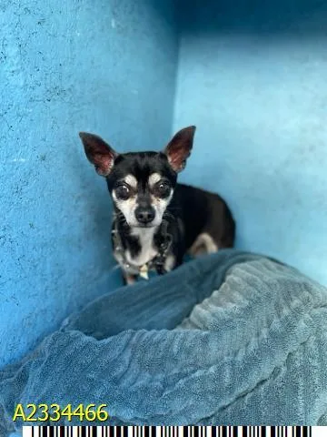 An adult small-sized male Mixed Breed dog named Spicy Nacho for adoption in West Palm Beach, FL