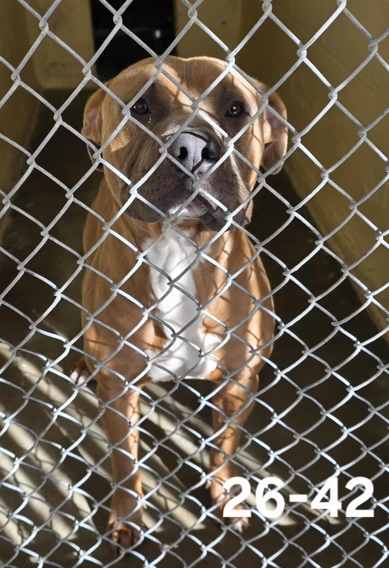 An adult large-sized male Pit Bull Terrier dog named 26-42 for adoption in Ridgecrest, CA