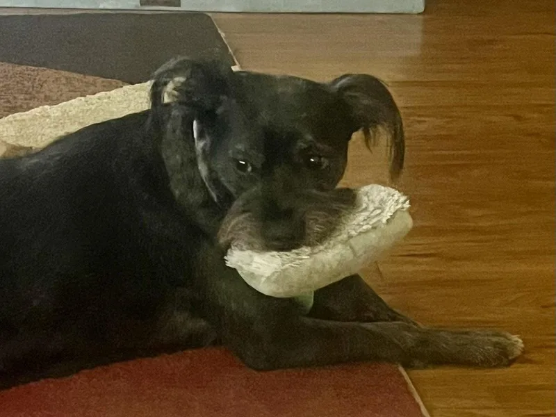 An adult medium-sized female Schnauzer dog named Jasmine for adoption in Glendale, AZ