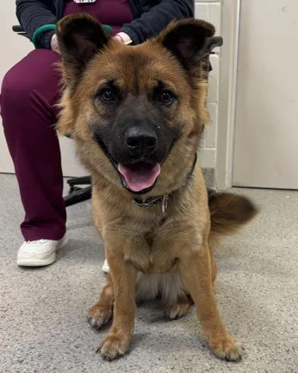 A young medium-sized female Shepherd dog named Winona for adoption in Fishers, IN