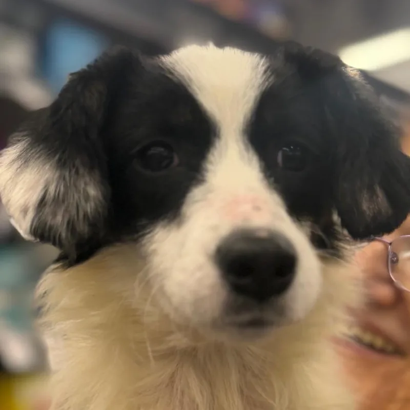 A young small-sized female Black Border Collie dog named Molly for adoption in Greenfield, IN