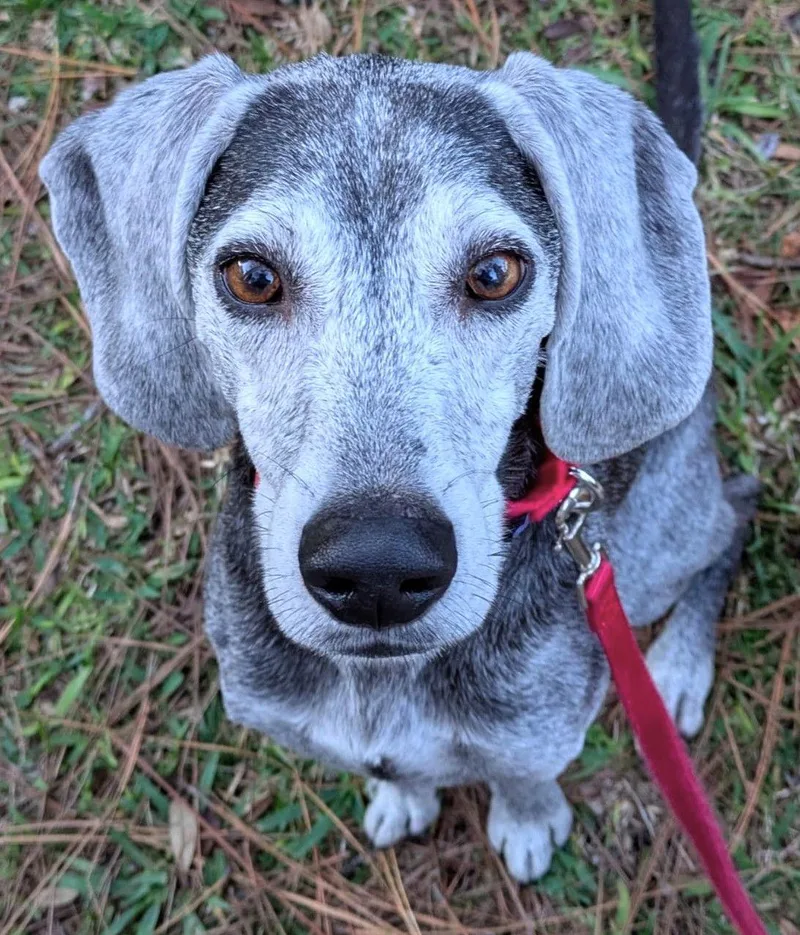 Ryder Ii thumbnail 2