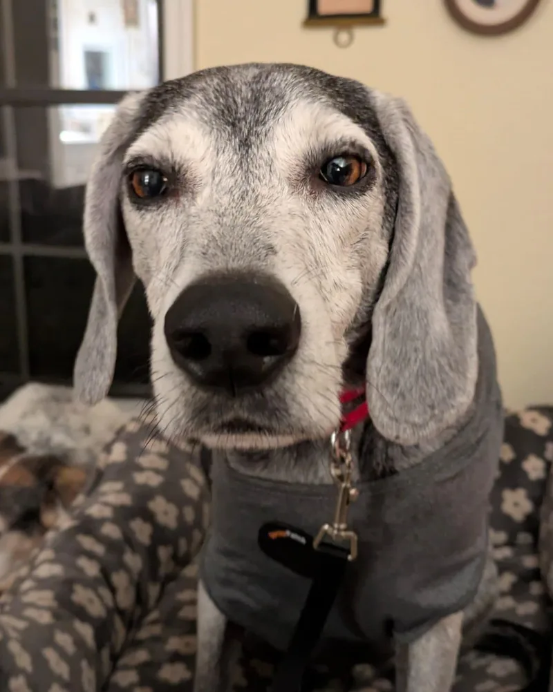 Ryder Ii thumbnail 3