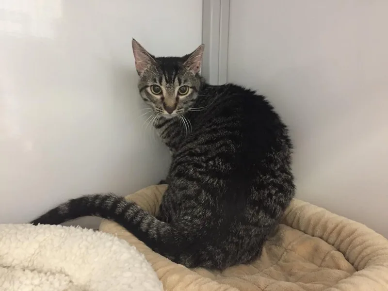 A young medium-sized female Domestic Short Hair cat named Pepper for adoption in Peoria, AZ