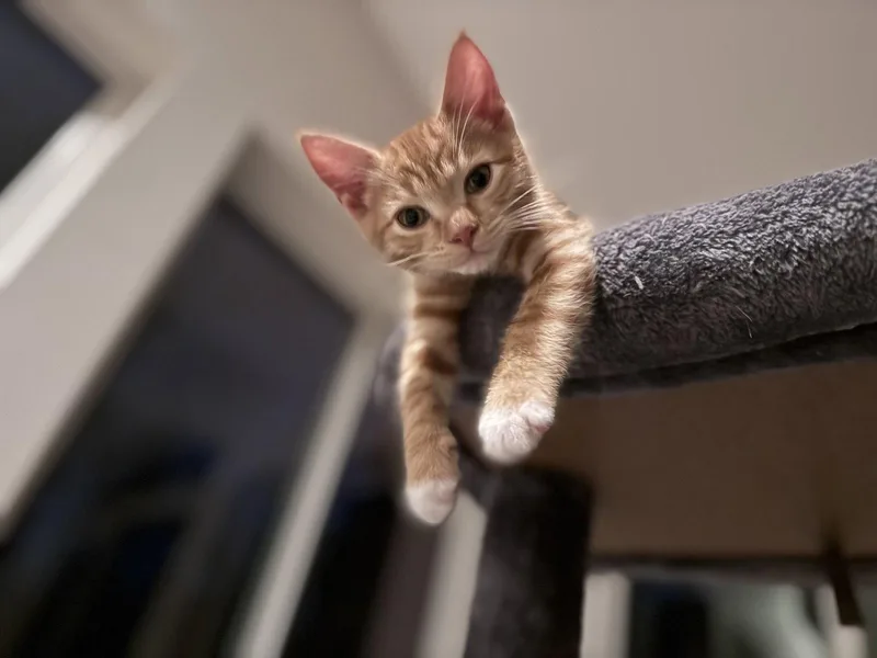 A baby medium-sized male Orange / Red Domestic Short Hair cat named Wasabi for adoption in Broomall, PA