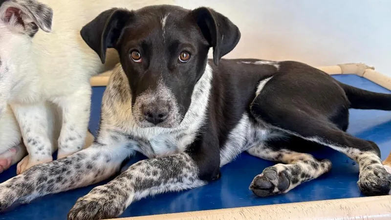 A baby medium-sized female Australian Cattle Dog / Blue Heeler dog named Cheile Banitei for adoption in Fort Lupton, CO