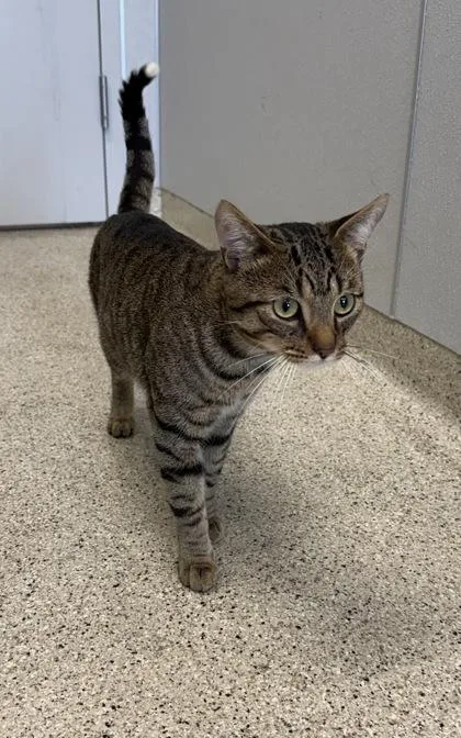 An adult medium-sized male Domestic Short Hair cat named Fisher for adoption in Lafayette, IN