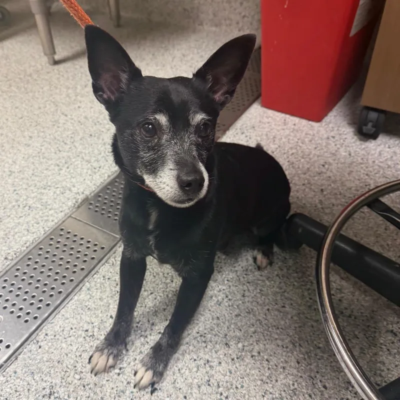 A senior small-sized male Black Chihuahua dog named Chase for adoption in Reno, NV