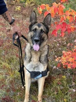 An adult large-sized female German Shepherd Dog dog named Kat for adoption in Gwinn, MI