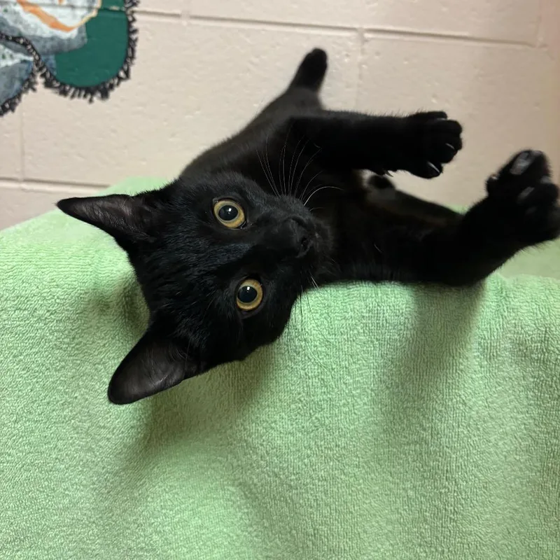 A baby medium-sized male Black Domestic Short Hair cat named Olav for adoption in Owosso, MI