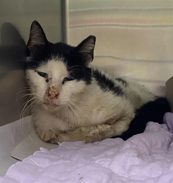 An adult small-sized male Domestic Short Hair cat named Oreo for adoption in San Antonio, TX