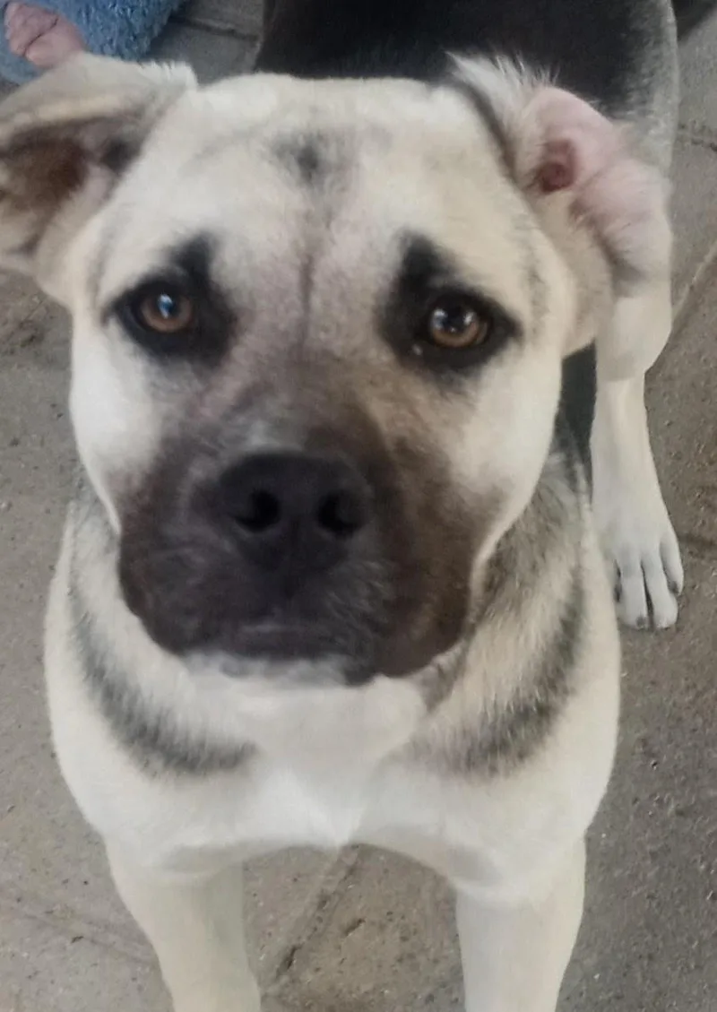 A young large-sized female Bicolor Mastiff dog named Miss B for adoption in Silsbee, TX