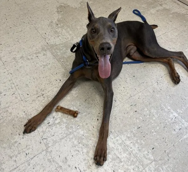 An adult large-sized male Doberman Pinscher dog named Kenny for adoption in Salt Lake City, UT
