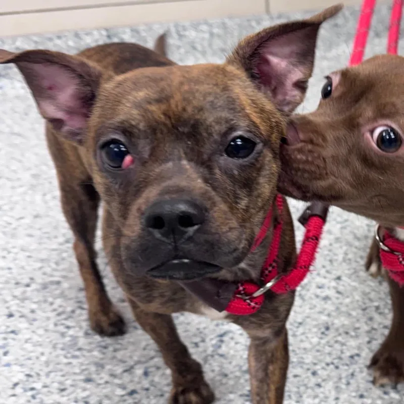 A young small-sized female Boston Terrier dog named Penelope for adoption in Chicago, IL