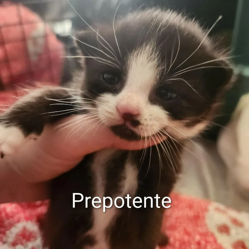 A baby small-sized male Black Domestic Short Hair cat named Prepotente for adoption in Harrisonburg, VA