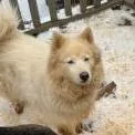 An adult medium-sized female White / Cream Mixed Breed dog named Zoe for adoption in Asheville, NC