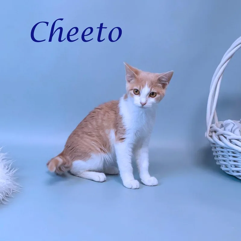 A baby small-sized male Buff / Tan / Fawn Domestic Short Hair cat named Cheeto C for adoption in Lebanon, TN