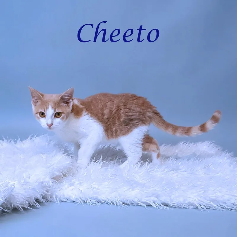 Cheeto C thumbnail 2