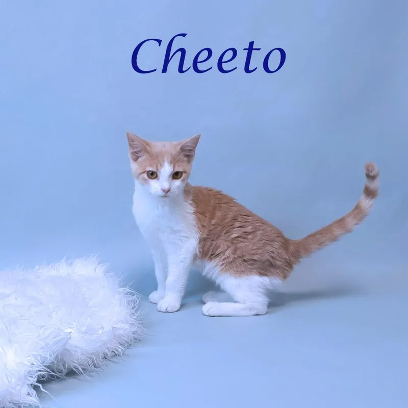 Cheeto C thumbnail 3