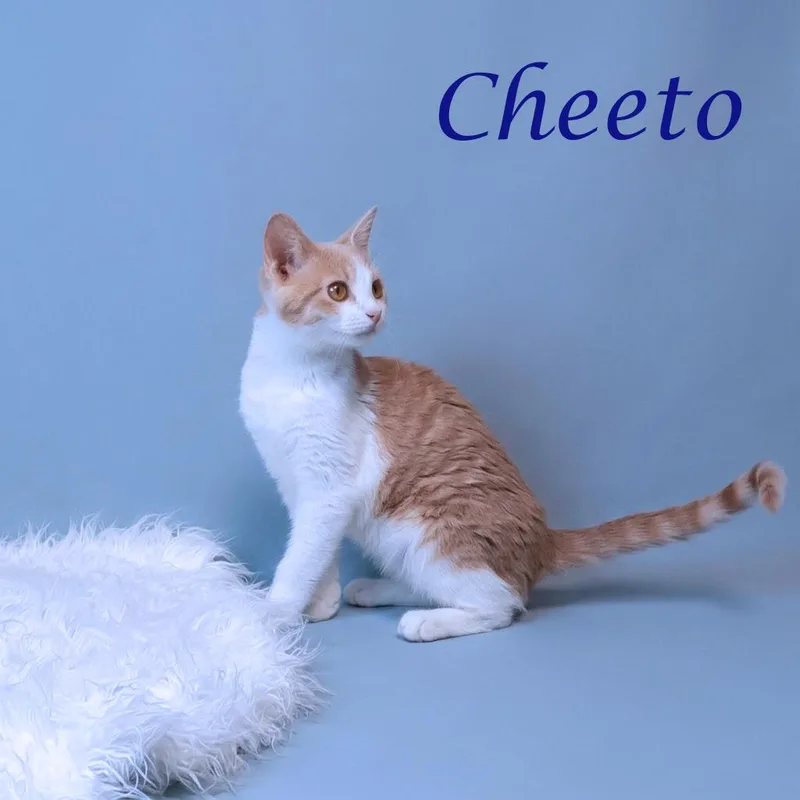 Cheeto C thumbnail 4