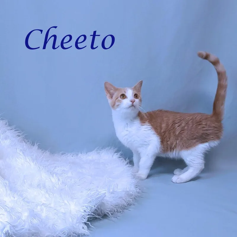 Cheeto C thumbnail 5