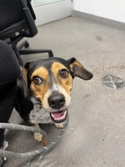 An adult small-sized female Beagle dog named Natasha for adoption in Mesa, AZ