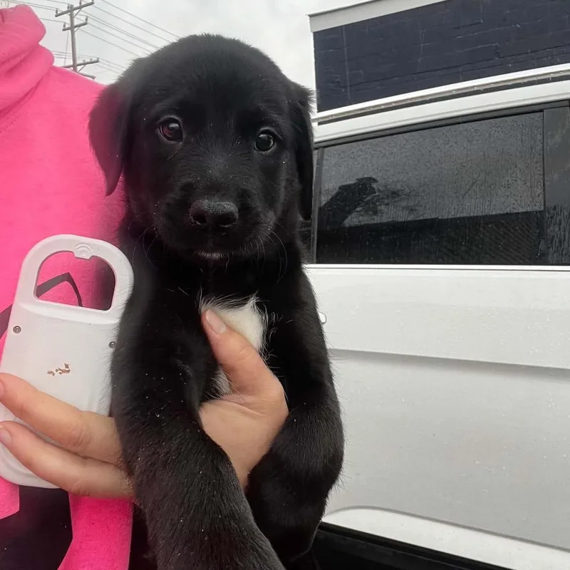 A baby medium-sized male Black Border Collie dog named Onyx for adoption in Pasadena , MD
