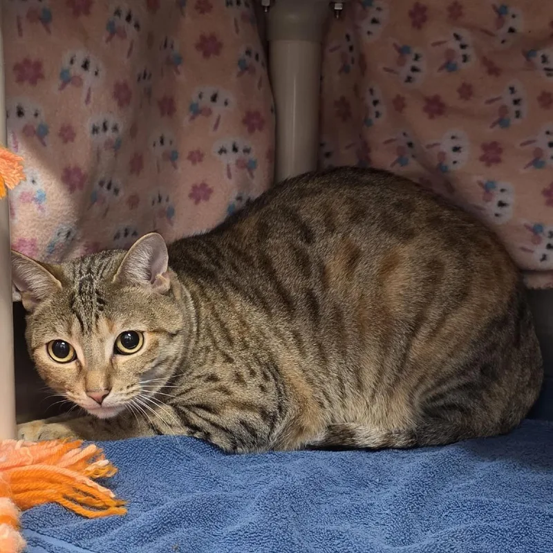 Cinnamon thumbnail 2