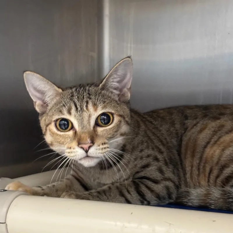 Cinnamon thumbnail 3