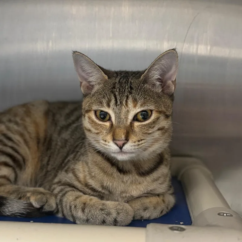 Cinnamon thumbnail 4