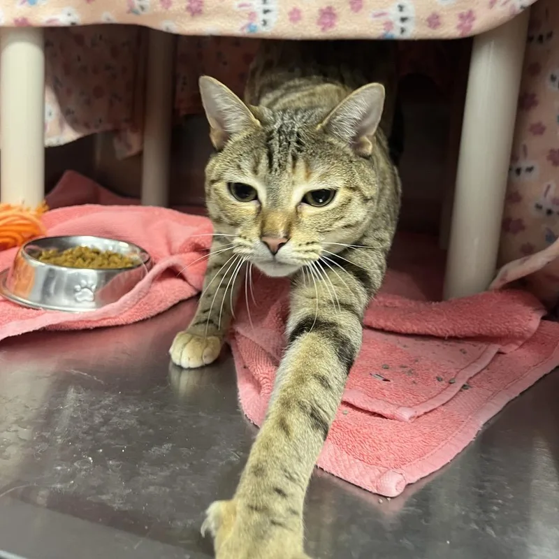 Cinnamon thumbnail 5