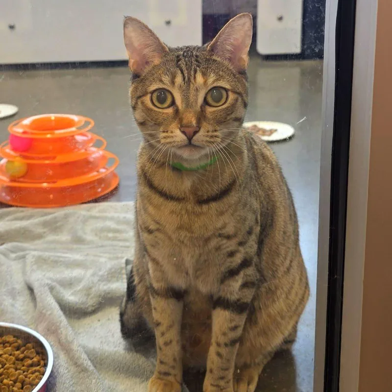 Cinnamon thumbnail 6