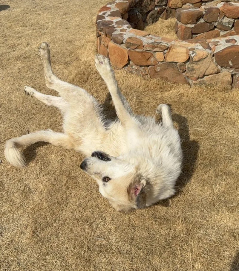 A young large-sized male Great Pyrenees dog named Loki for adoption in Glen Rose, TX