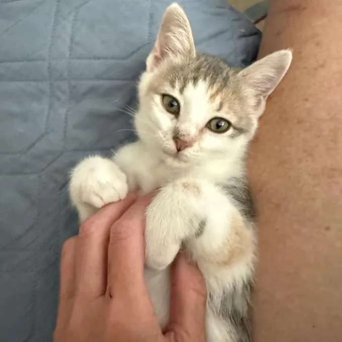 A baby medium-sized female Calico Domestic Short Hair cat named Phoebe for adoption in Nantucket, MA
