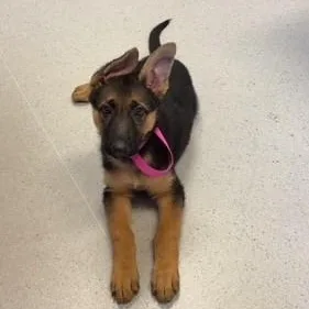 A baby large-sized female Black German Shepherd Dog dog named Katrina for adoption in Allen, TX