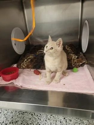 A baby small-sized female Domestic Short Hair cat named Roo for adoption in Fergus Falls, MN