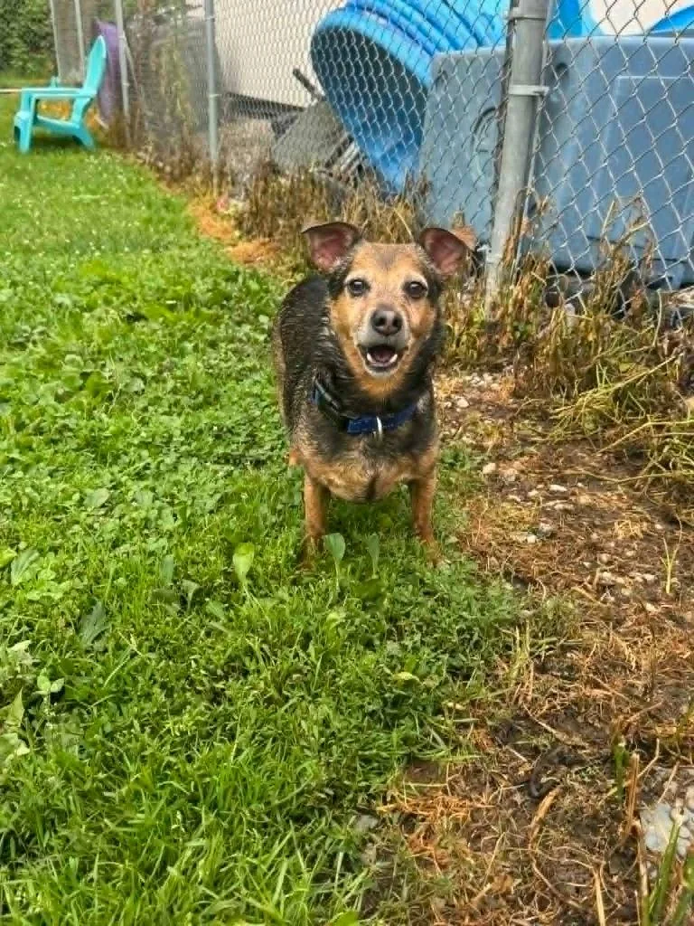 A senior medium-sized male Rat Terrier dog named Aj for adoption in Marion, OH